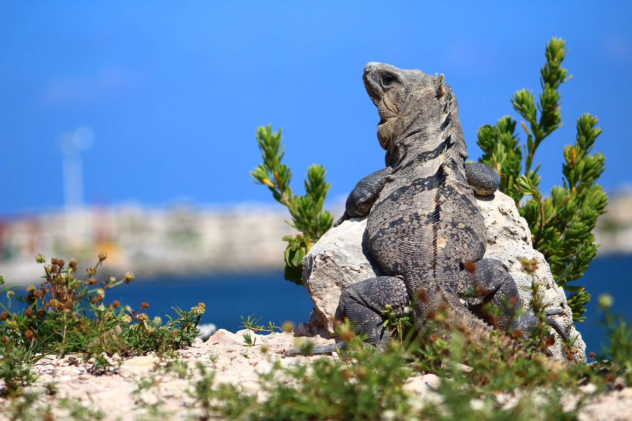 Pobūdį,  Kelionė,  Dangus,  Medis,  Iguana,  Driežas,  Vandenynas, Nemokamos Nuotraukos,  Nemokama Licenzija