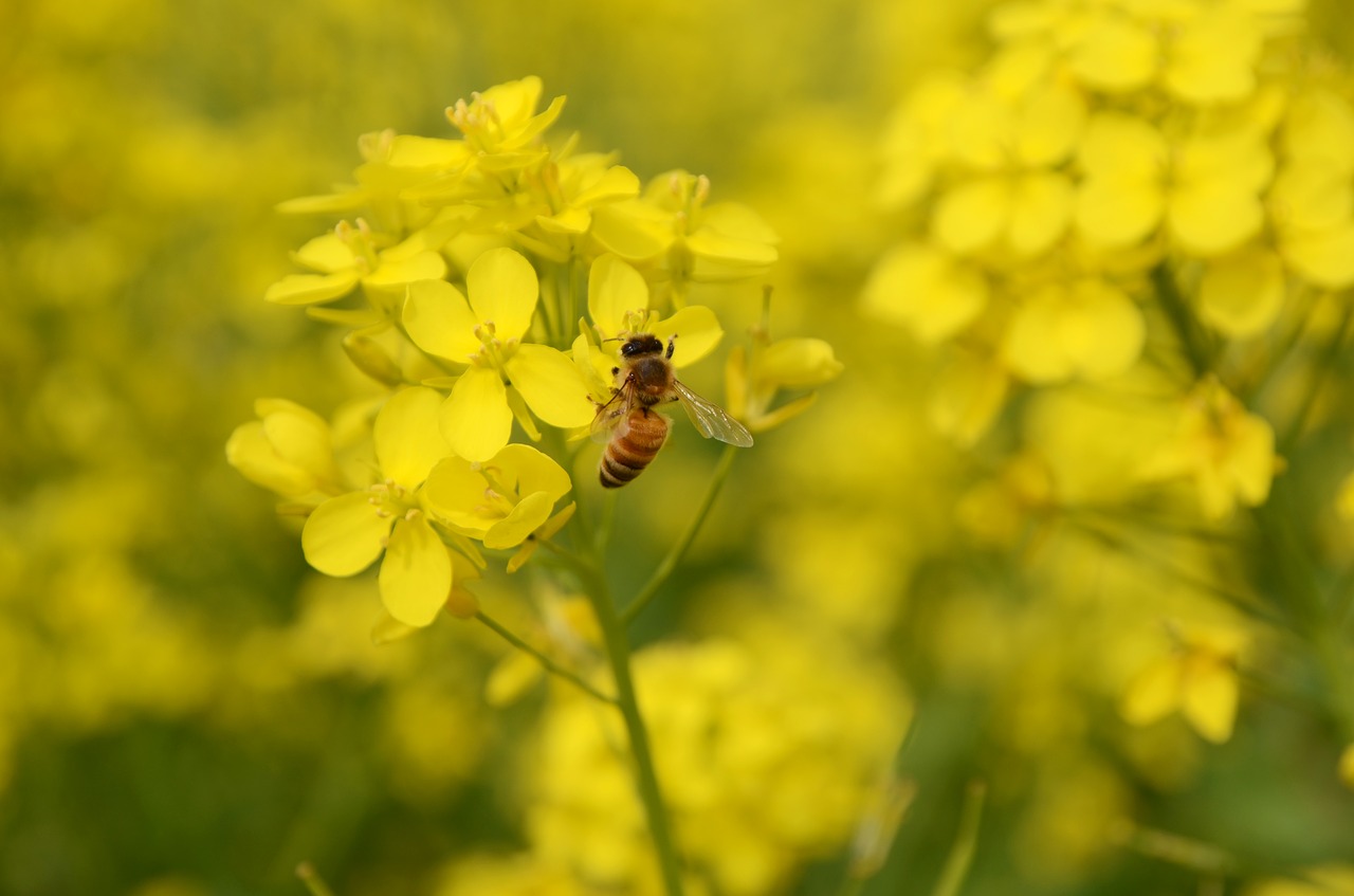 Pobūdį,  Rapsų,  Augalų,  Vabzdys, Nemokamos Nuotraukos,  Nemokama Licenzija