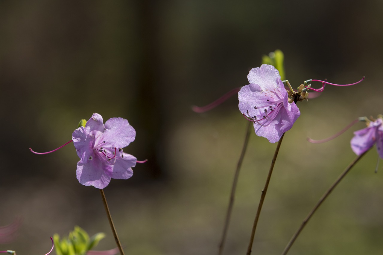 Pobūdį,  Gėlės,  Augalai,  Žievelės,  Lauke,  Sezonas,  Žydėjimo,  Wildflower,  Azalija,  Žiedlapis