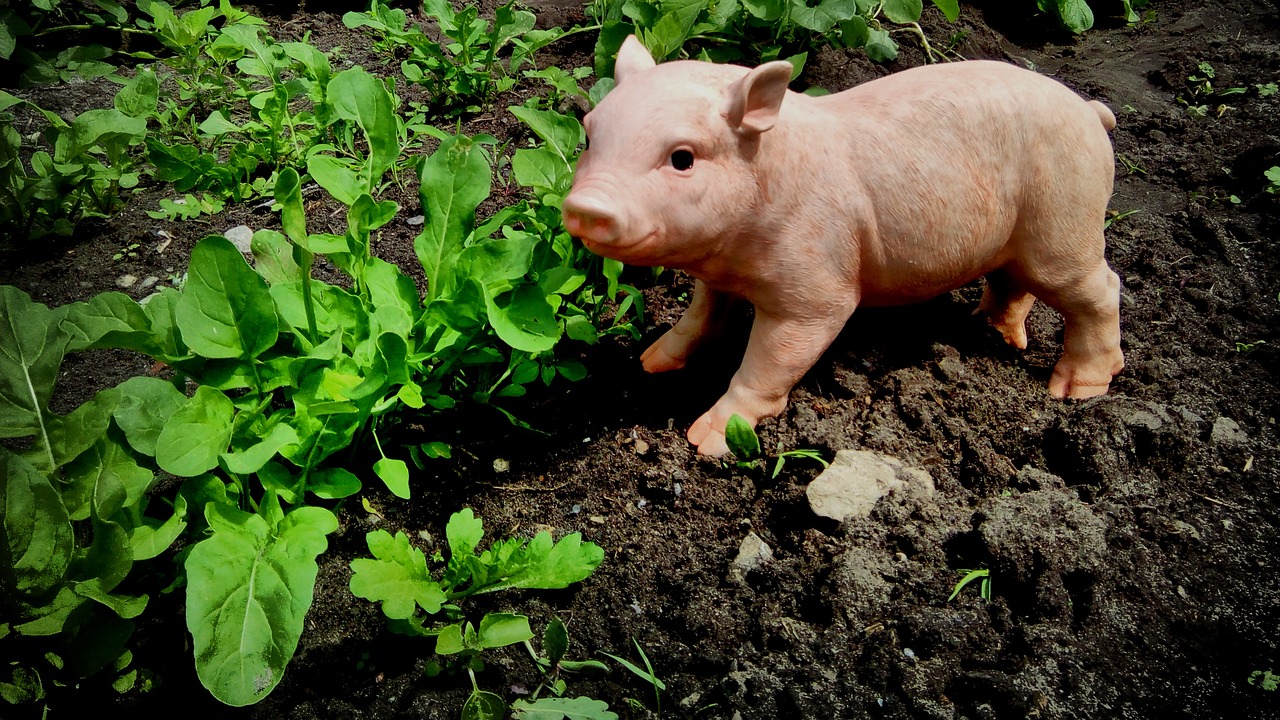 Pobūdį,  Ūkis,  Žemdirbystė,  Paršas, Nemokamos Nuotraukos,  Nemokama Licenzija