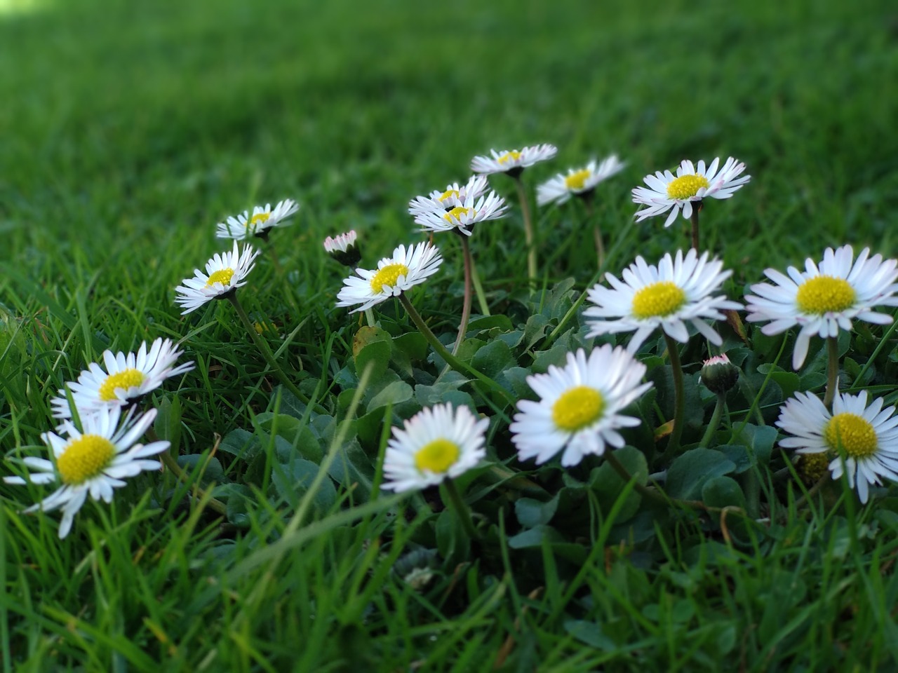 Pobūdį,  Žolė,  Gėlė,  Hayfield,  Floros,  Saulutės, Nemokamos Nuotraukos,  Nemokama Licenzija