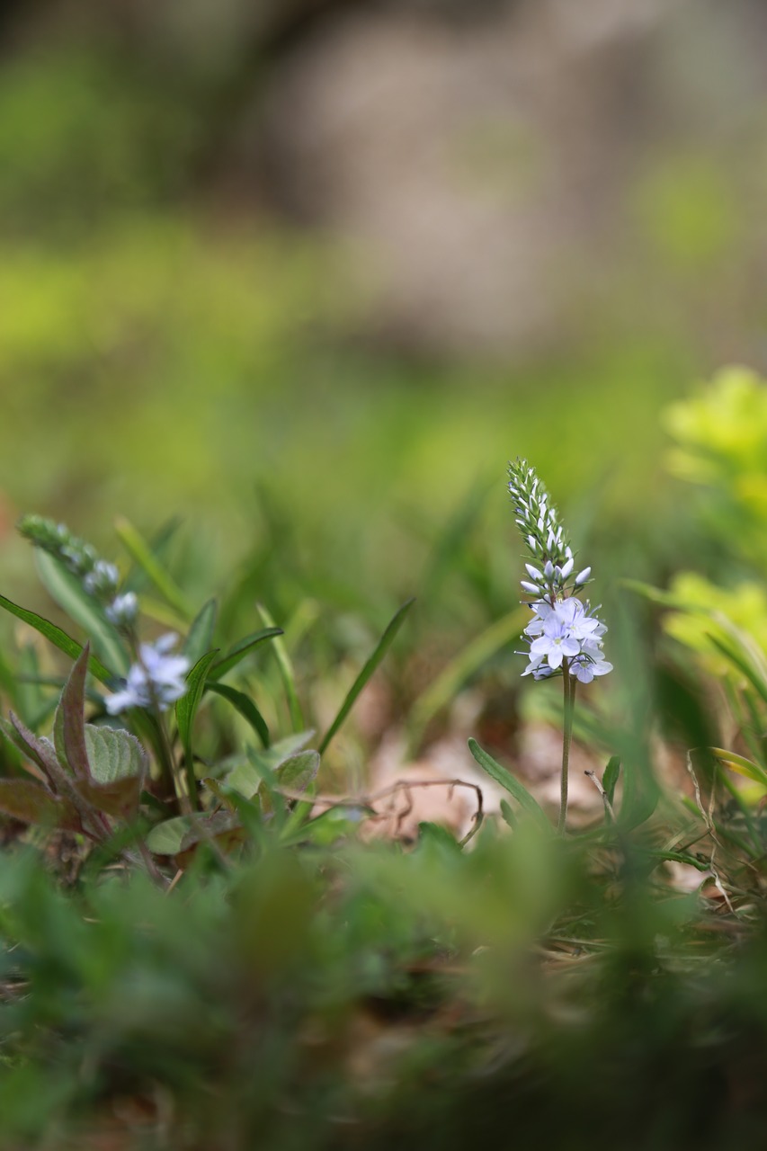 Pobūdį,  Augalai,  Gėlės,  Lauke,  Žolė,  Laukinių,  Spyruokliniai Žiedai,  Laukiniai Augalai,  Wildflower,  Pritvirtinti