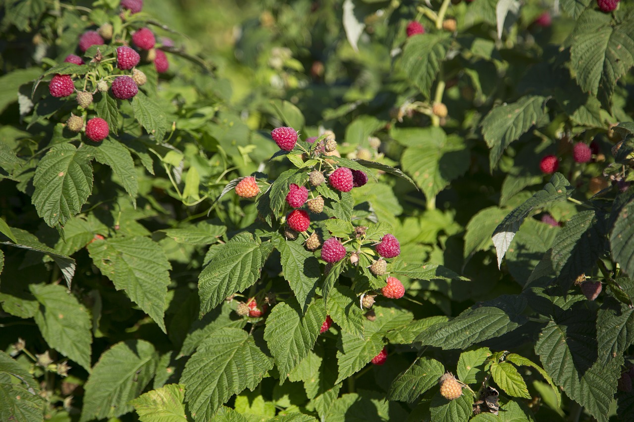 Pobūdį,  Niekas,  Lapas,  Vasara,  Vaisių,  Sodas,  Augalų,  Lauke,  Maisto,  Agrofirma 