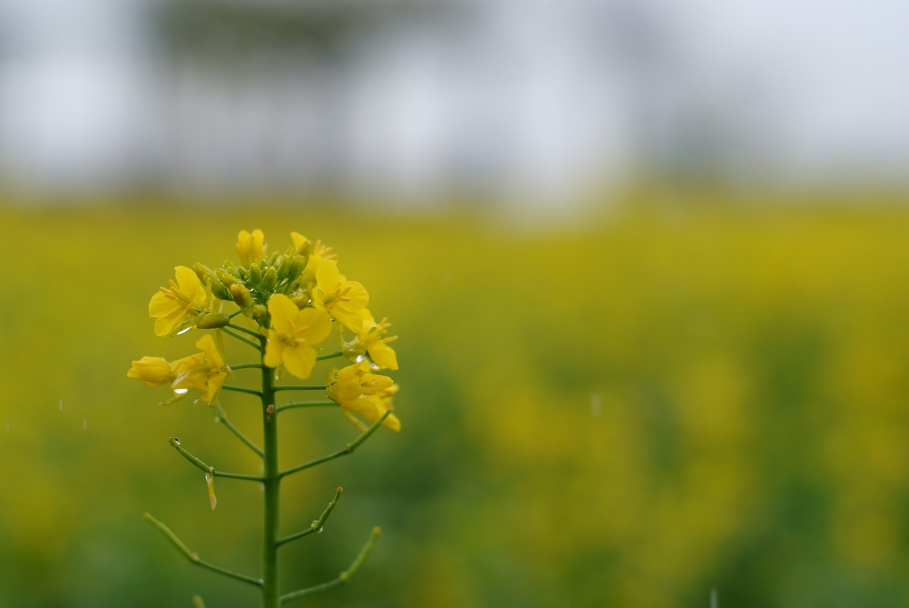 Pobūdį,  Gėlės,  S,  Augalai,  Vasara,  Rapsų Gėlės, Nemokamos Nuotraukos,  Nemokama Licenzija