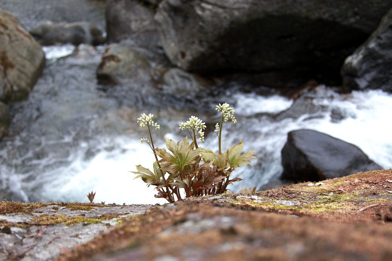 Pobūdį,  Akmens Lapai,  Wildflower,  Slėnis,  Kalnų,  Rokas,  Korėjos Respublika,  Pavasaris,  Vandens,  Miškas