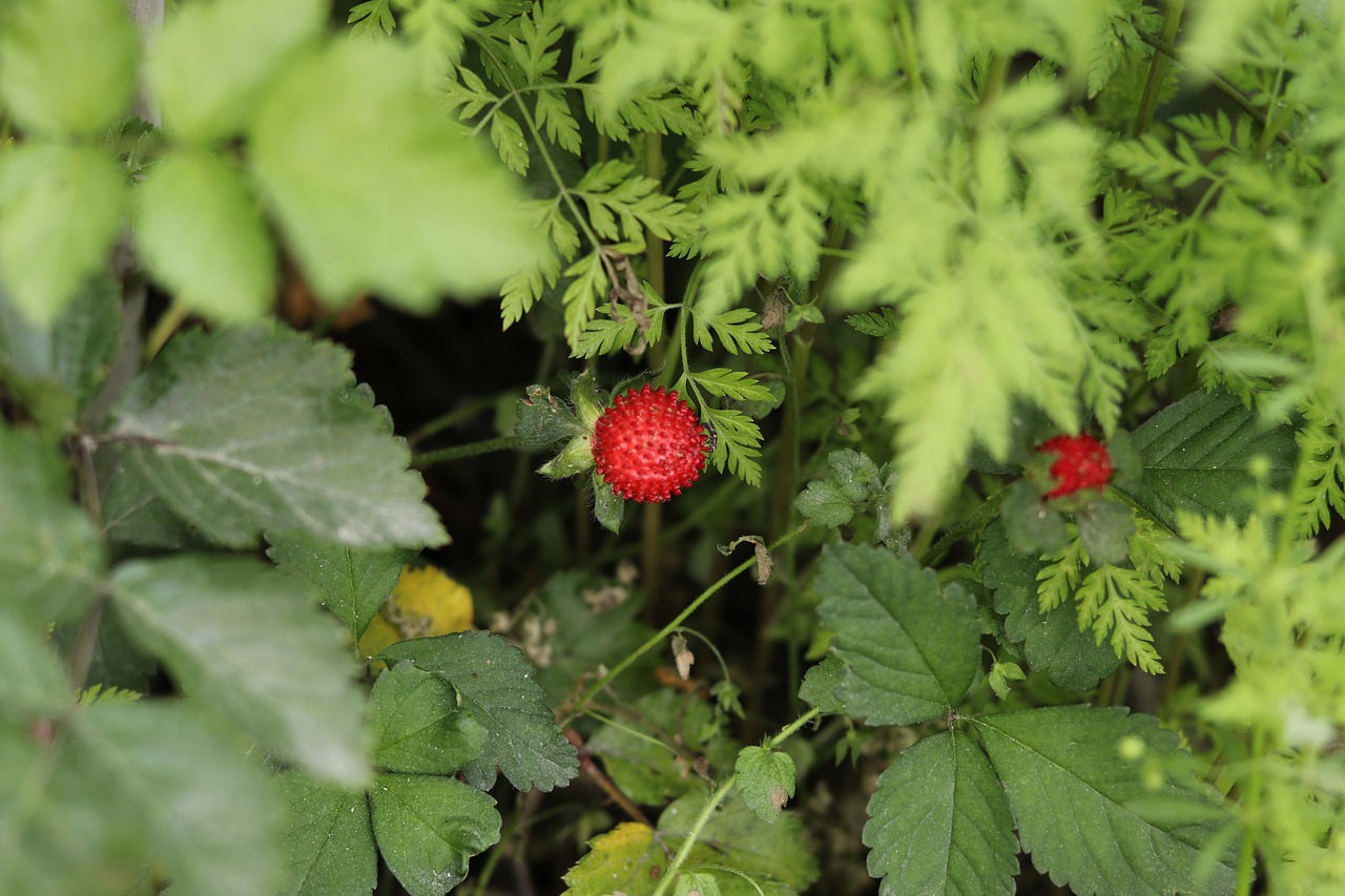 Pobūdį,  Lapų,  Maisto,  Floros,  Iš Arti, Nemokamos Nuotraukos,  Nemokama Licenzija