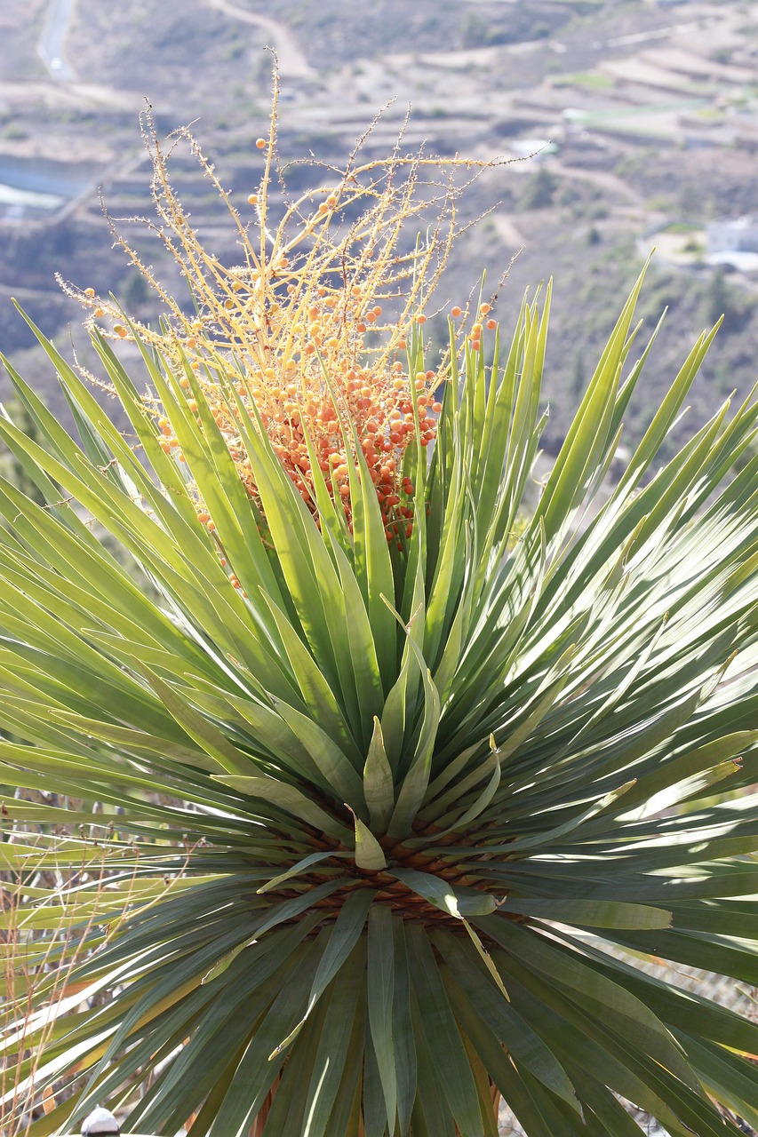 Pobūdį,  Lauke,  Augalų,  Dragon Medis,  Dracaena Draco,  Drago,  Pasiflora De Abona,  Tenerifė, Nemokamos Nuotraukos,  Nemokama Licenzija