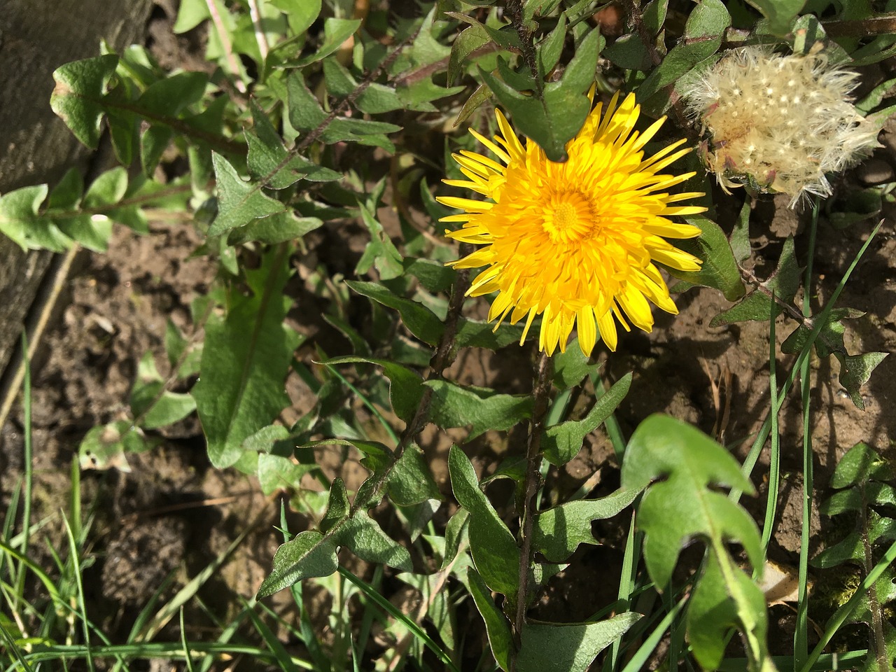 Pobūdį,  Floros,  Gėlė,  Vasara,  Lapas, Nemokamos Nuotraukos,  Nemokama Licenzija