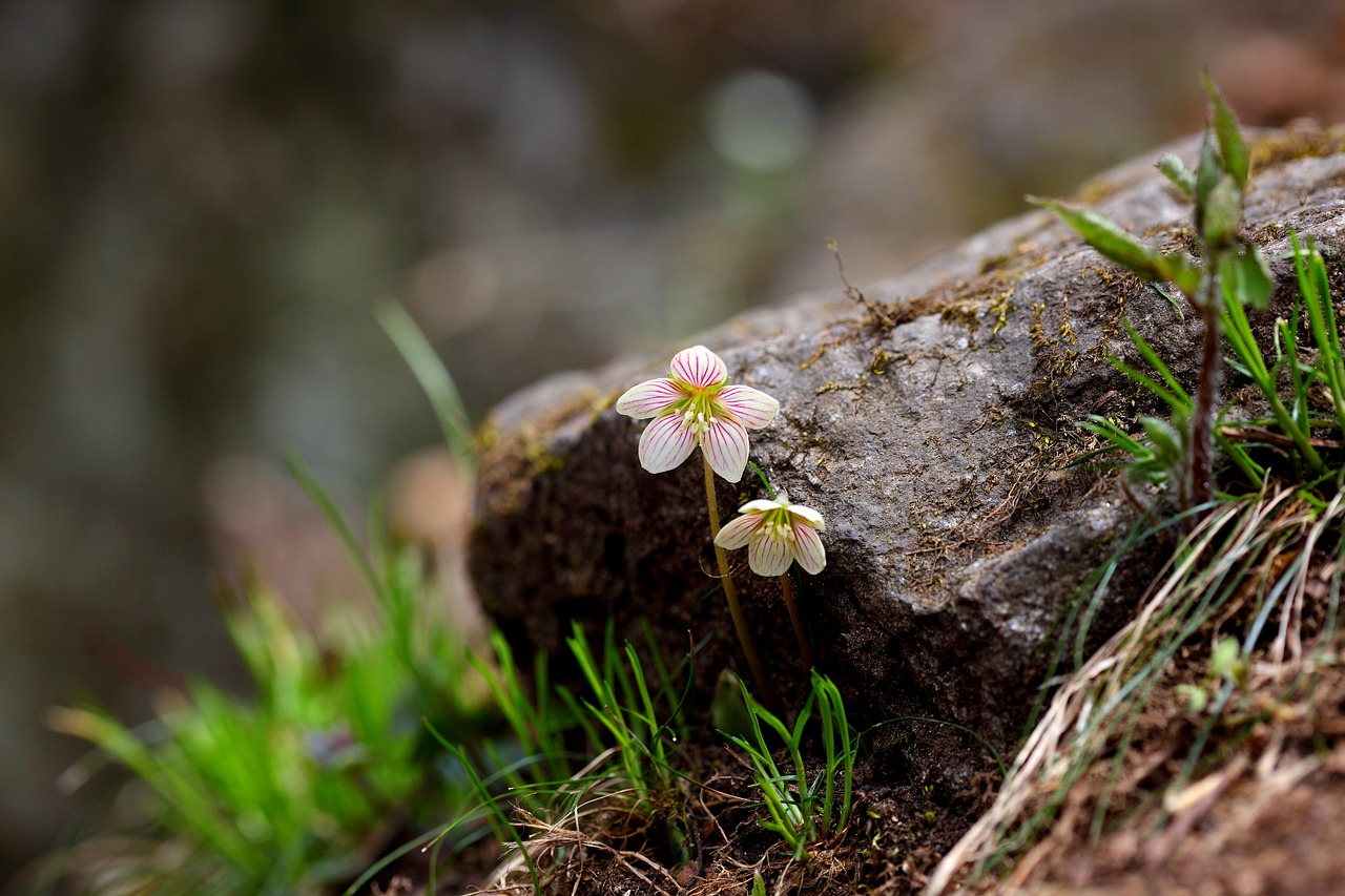 Pobūdį,  Augalai,  Gėlės,  Lapų,  Oxalis Corniculata,  Wildflower,  Rokas,  Kalnas, Nemokamos Nuotraukos,  Nemokama Licenzija