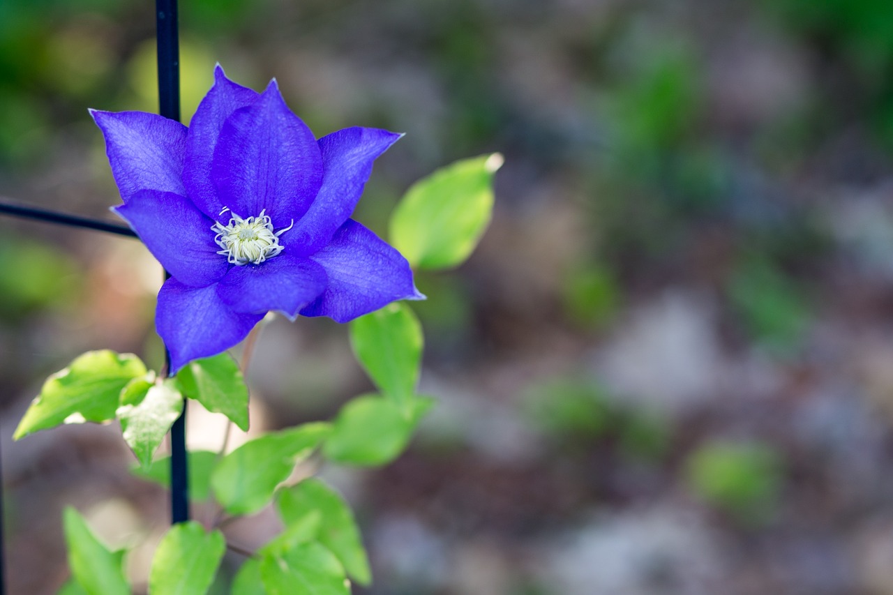 Pobūdį,  Gėlė,  Floros,  Lapų,  Lauke,  Raganė,  Augalų,  Violetinė, Nemokamos Nuotraukos,  Nemokama Licenzija