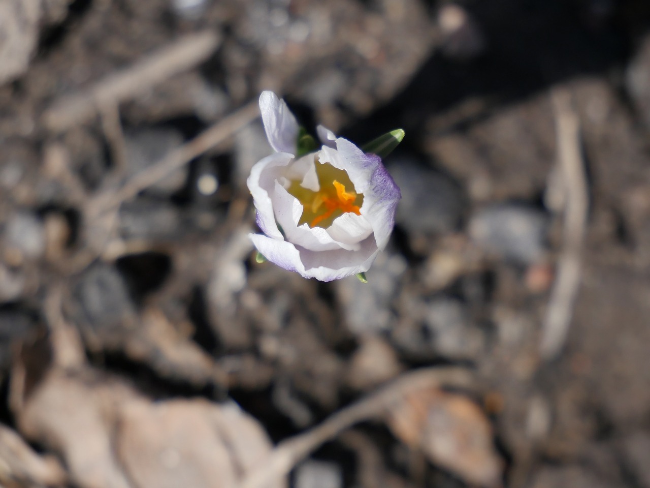 Pobūdį,  Gėlė,  Floros,  Gėlės,  Bud,  Sezonas,  Spalva,  Pavasaris,  Žydi,  Crocuses