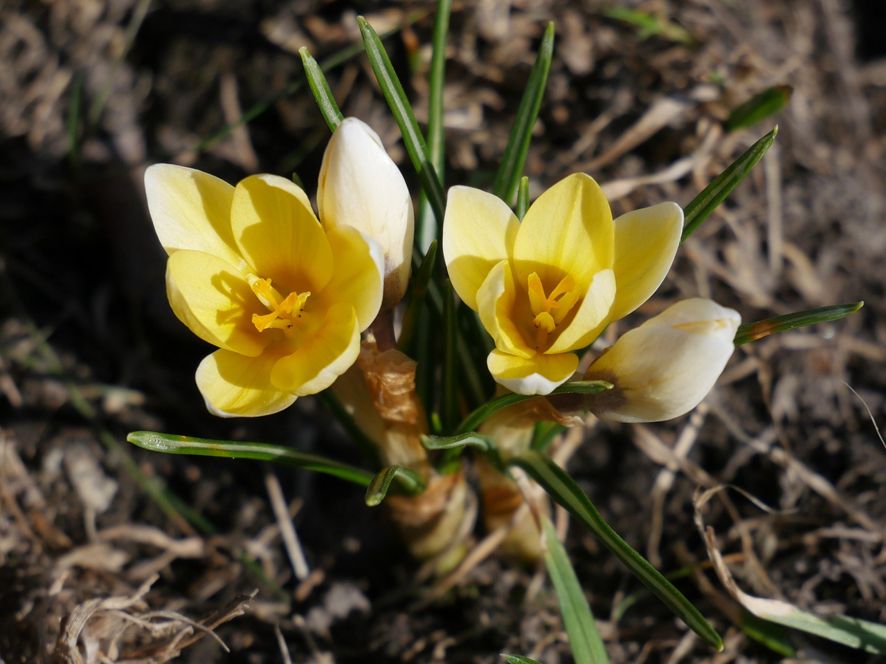 Pobūdį,  Floros,  Gėlės,  Sezonas,  Spalva,  Pumpurai,  Makro,  Crocus,  Geltona,  Pavasaris