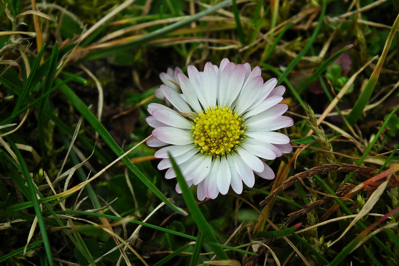 Pobūdį,  Augalų,  Vejos,  Gėlė,  Daisy,  Meadow,  Pavasaris, Nemokamos Nuotraukos,  Nemokama Licenzija