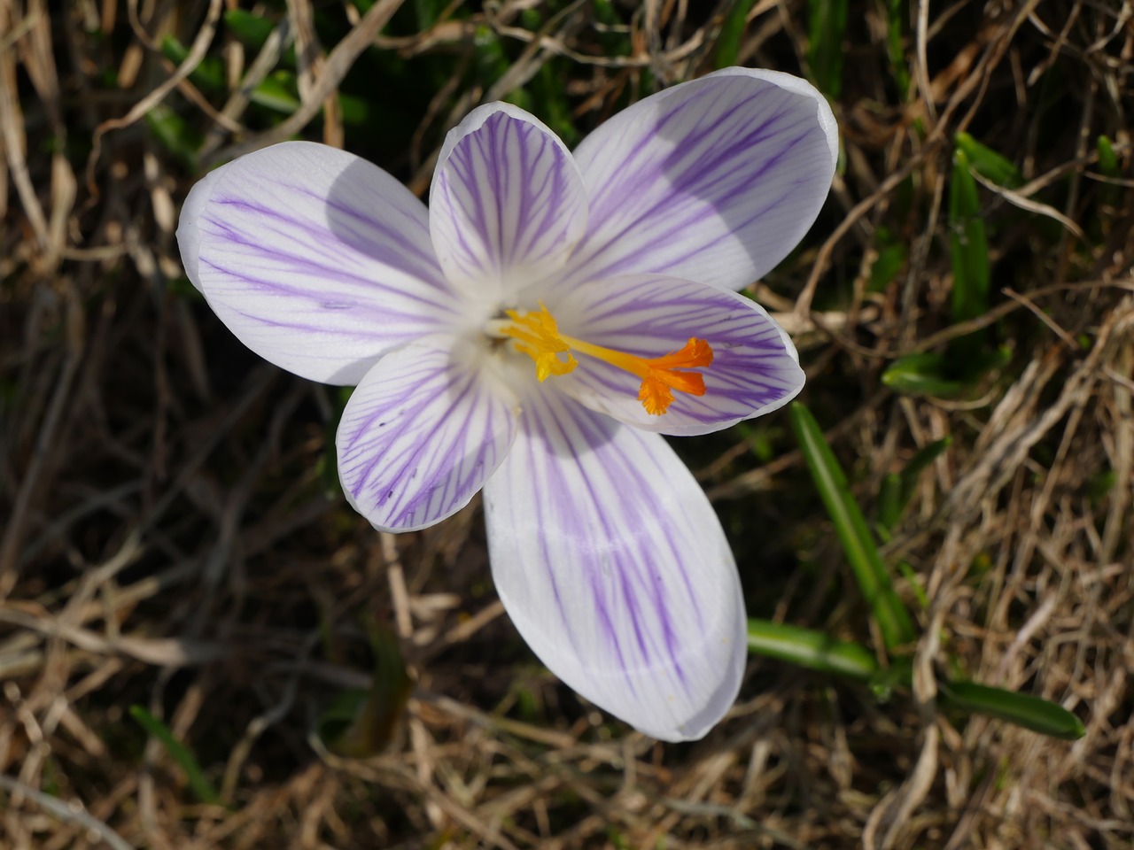 Pobūdį,  Makro,  Crocus,  Pavasaris,  Švelnus,  Gėlė,  Žydi,  Augalų,  Graži Gėlė,  Floros