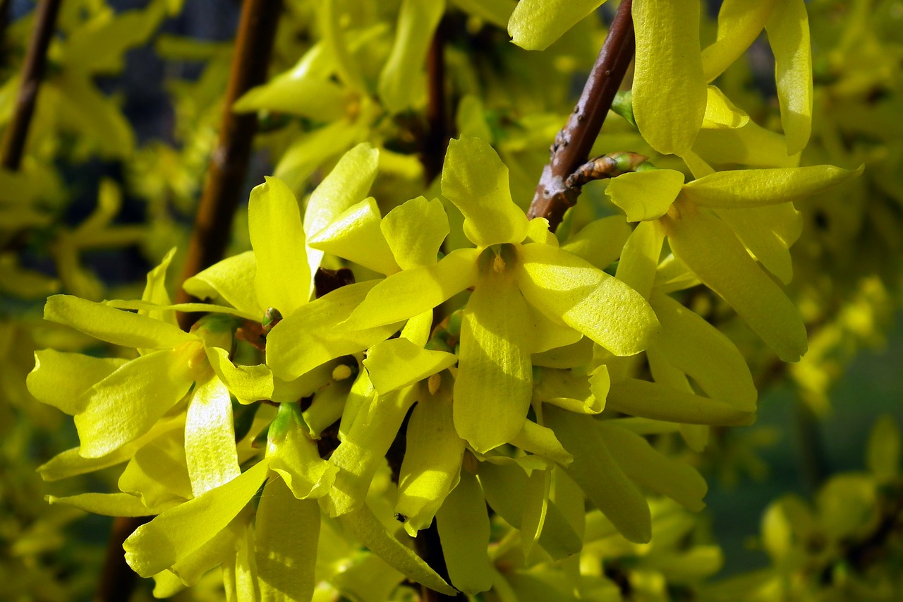 Pobūdį,  Augalų,  Lapų,  Filialas,  Gėlė,  Forsythia,  Pavasaris,  Geltona, Nemokamos Nuotraukos,  Nemokama Licenzija