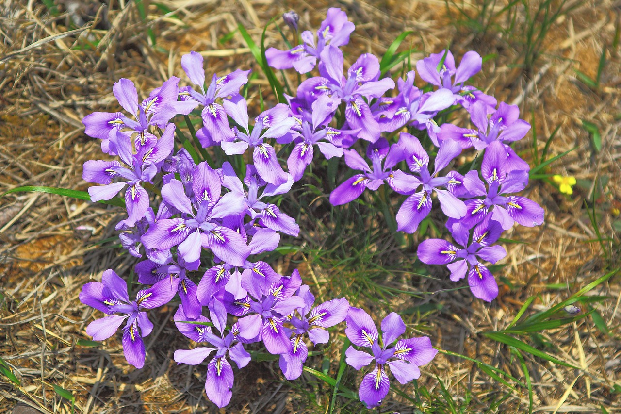 Pobūdį,  Gėlės,  Augalai,  Lauke,  Žolė,  Wildflower,  Kiekvieną Kartą Gali Skirtis,  Korėjos Respublika,  Gėlė, Nemokamos Nuotraukos