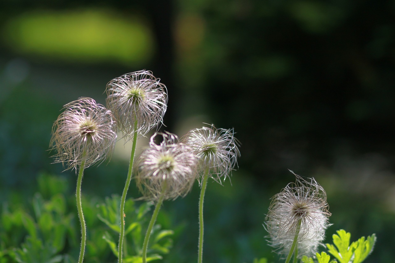 Pobūdį,  Gėlės,  Augalai,  Vasara,  Kiaulpienės Krūva,  Baseinas,  Wildflower,  Laukas,  Parkas,  Pritvirtinti