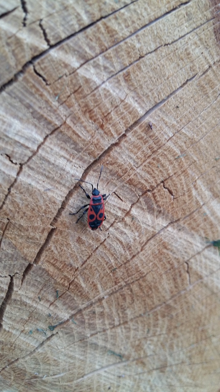 Pobūdį,  Mediena,  Vabzdys,  Pyrrhocoris,  Pavasaris,  Vabzdžių Raudona Ir Juoda,  Fonas,  Medžio Kamienas,  Lena, Nemokamos Nuotraukos