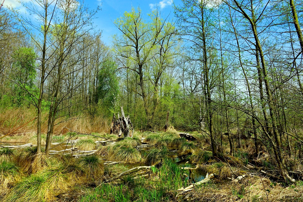 Pobūdį,  Mediena,  Kraštovaizdis,  Medis,  Augalų,  Schönwetter,  Idiliškas, Nemokamos Nuotraukos,  Nemokama Licenzija