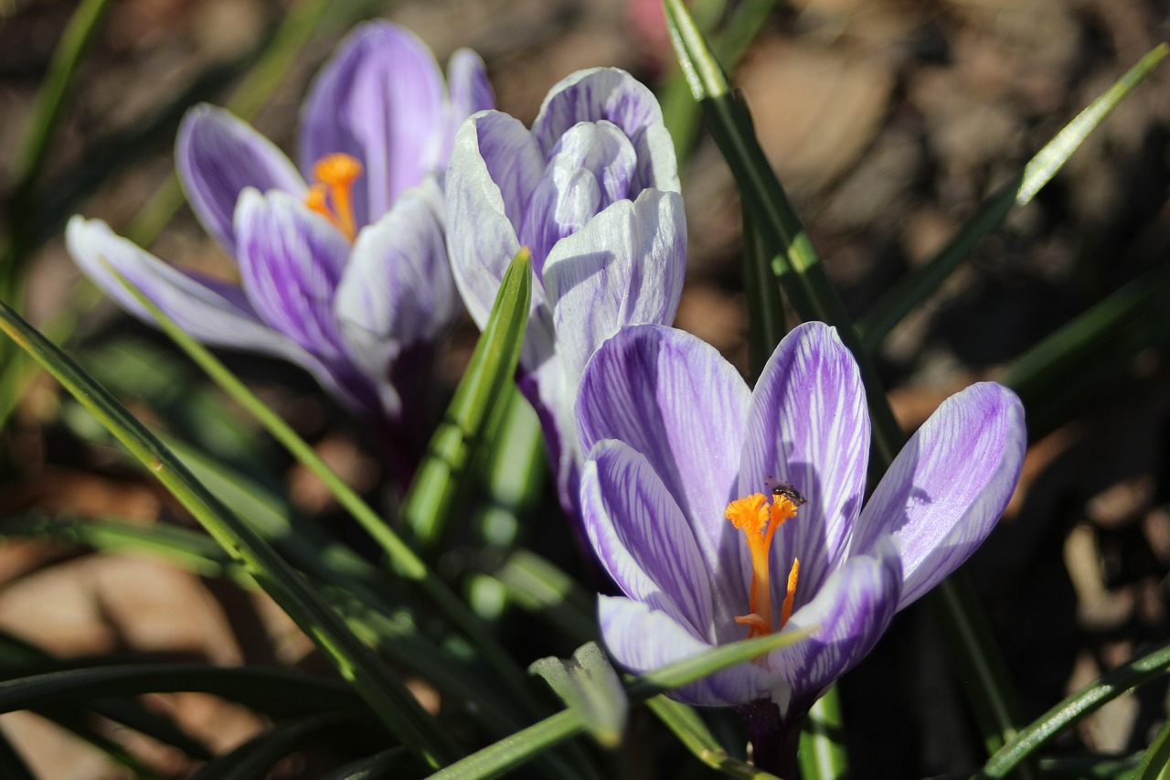 Pobūdį,  Gėlė,  Augalų,  Crocus, Nemokamos Nuotraukos,  Nemokama Licenzija