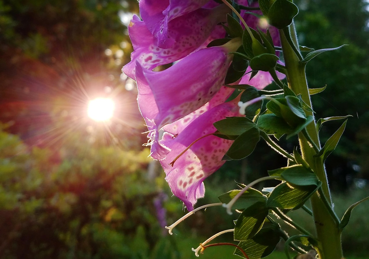 Pobūdį,  Gėlė,  Floros,  Lapų,  Vasara,  Foxgloves,  Augalų,  Lapai,  Sodas,  Botanikos