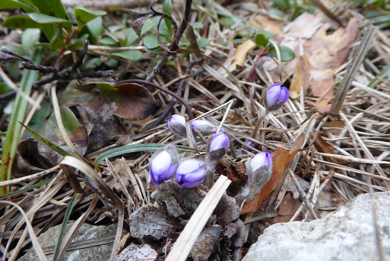 Pobūdį,  Augalų,  Sezonas,  Lauko,  Lapų,  Gėlė,  Mėlyna Anemone, Nemokamos Nuotraukos,  Nemokama Licenzija