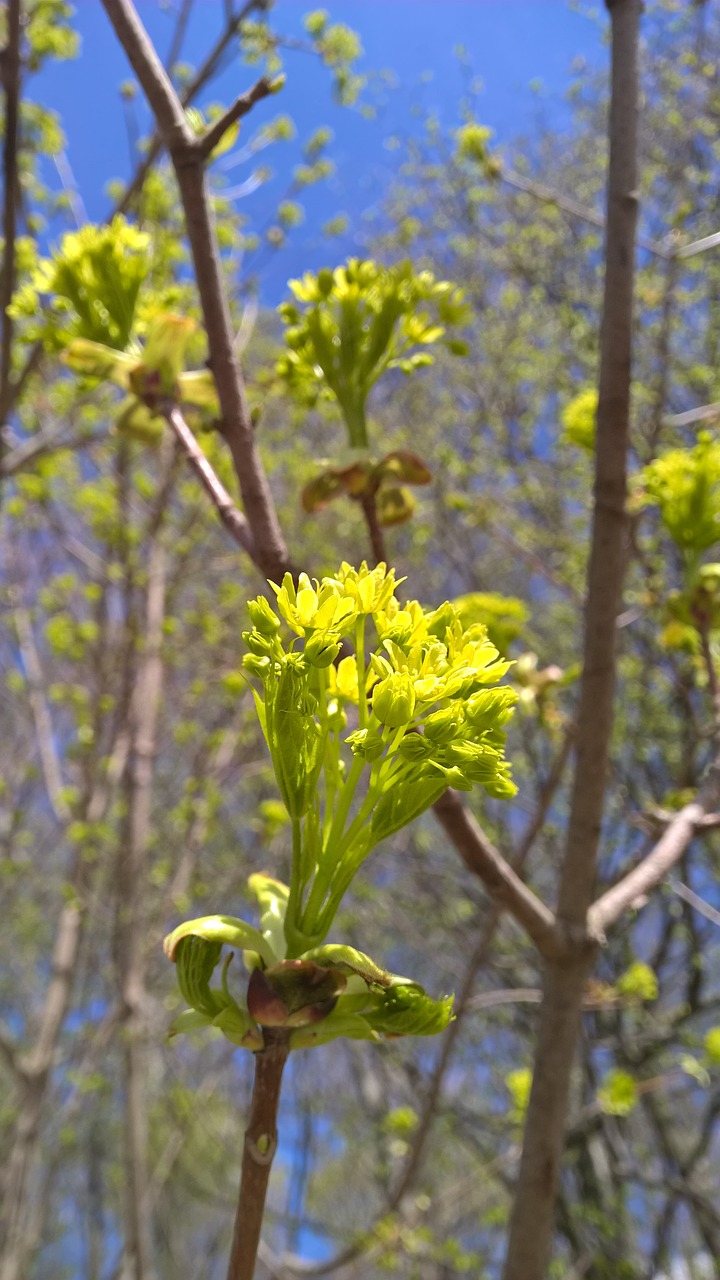 Pobūdį,  Floros,  Medis,  Gėlė,  Lapų,  Pavasaris, Nemokamos Nuotraukos,  Nemokama Licenzija