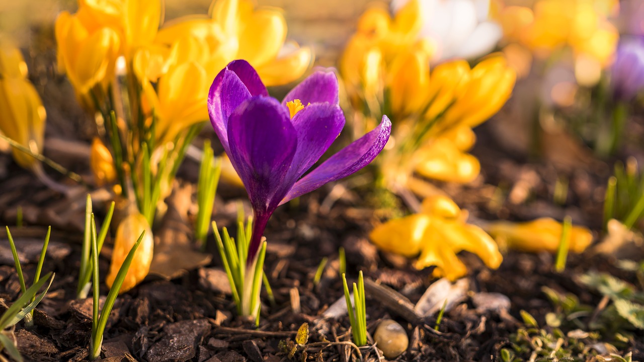 Pobūdį,  Gėlė,  Augalų,  Sezonas,  Lapų,  Sodas,  Crocus,  Vasara,  Gėlės,  Šviesus