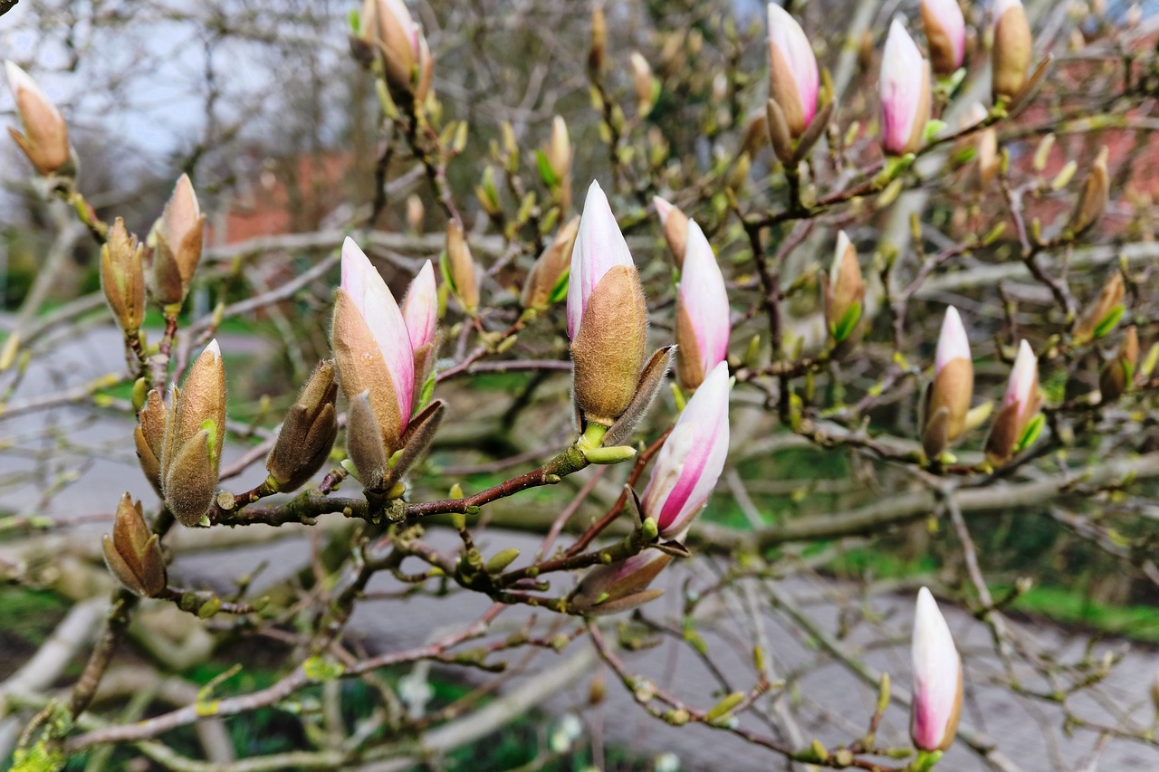 Pobūdį,  Gėlė,  Augalų,  Lapų,  Medis,  Magnolija,  Pavasaris,  Pumpuras, Nemokamos Nuotraukos,  Nemokama Licenzija