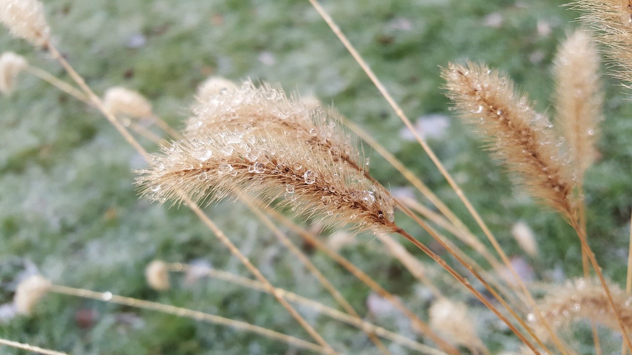 Pobūdį,  Lietaus,  Augalų,  Vasara,  Žolė,  Augimas,  Laukas,  Meadow,  Žinoma,  Kvieciai