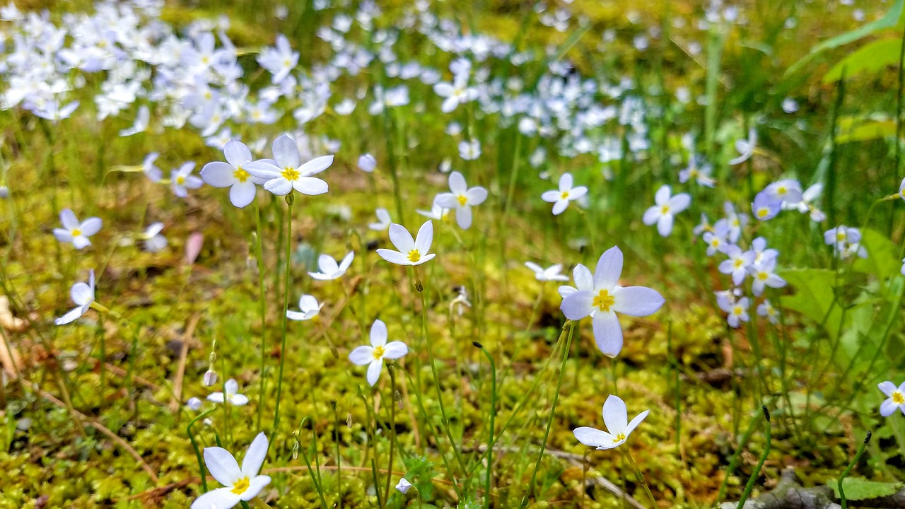 Pobūdį,  Gėlė,  Floros,  Vasara,  Lapų,  Žolė,  Lauke,  Hayfield,  Wildflower,  Sezonas