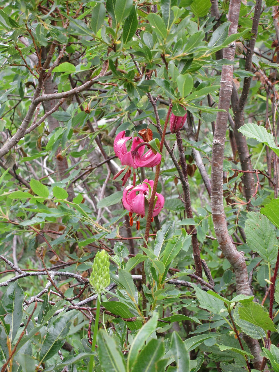 Pobūdį,  Floros,  Medis,  Lapų,  Gėlė,  Nebelhorn,  Alpės, Nemokamos Nuotraukos,  Nemokama Licenzija