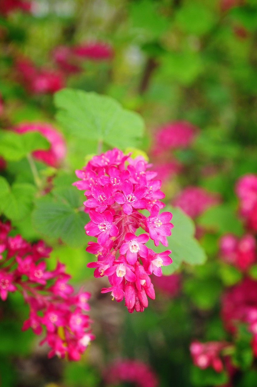 Pobūdį,  Gėlė,  Floros,  Sodas,  Vasara,  Lapų,  Lauke,  Žydi,  Žiedlapis,  Gėlių