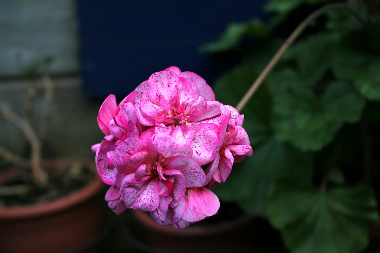 Pobūdį,  Gėlė,  Floros,  Žiedlapis,  Pelargonijos,  Geranium,  Žiedas,  Rožinis,  Sodas,  Žydėjimas