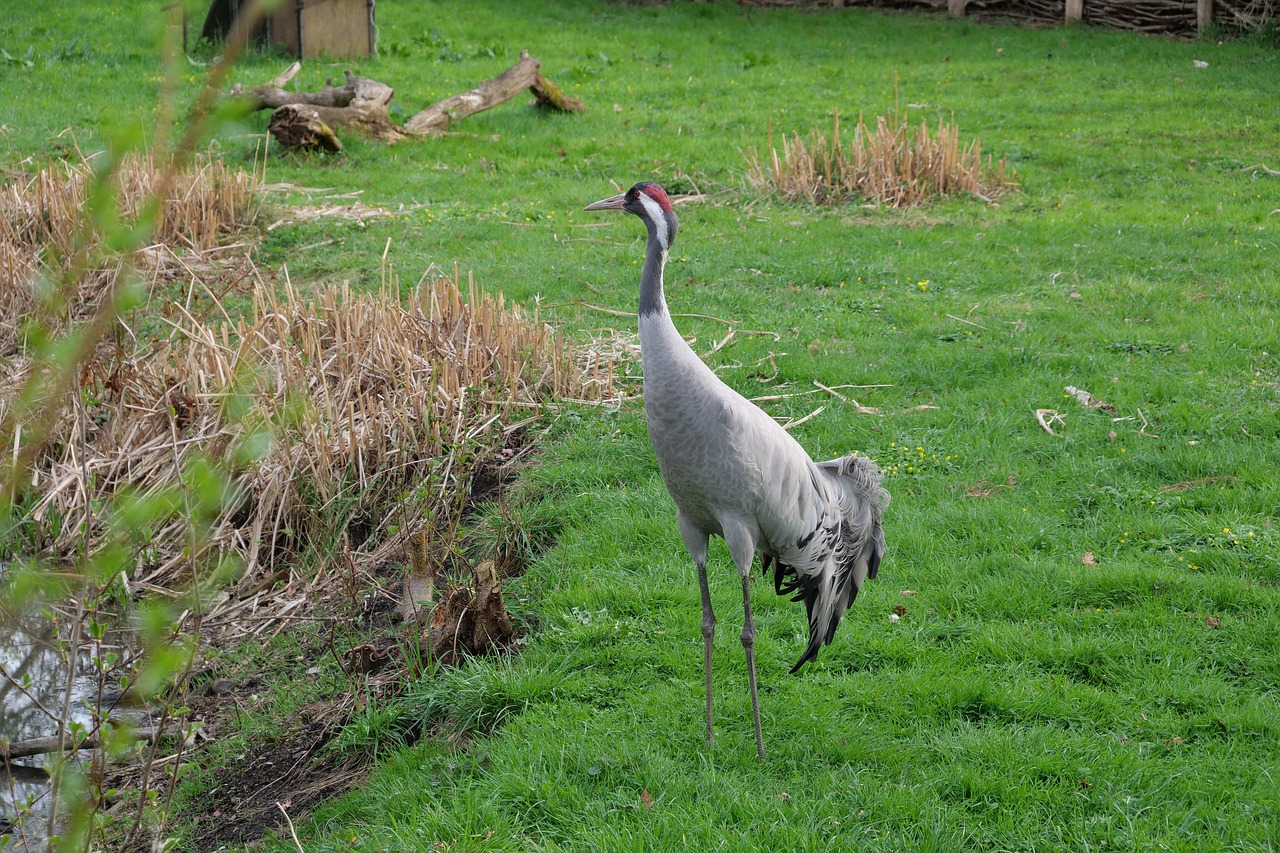 Pobūdį,  Žolė,  Gyvūnas,  Laukas,  Gyvūnijos Pasaulyje,  Kranas,  Paukštis,  Laisvos,  Zoo,  Eilenburg