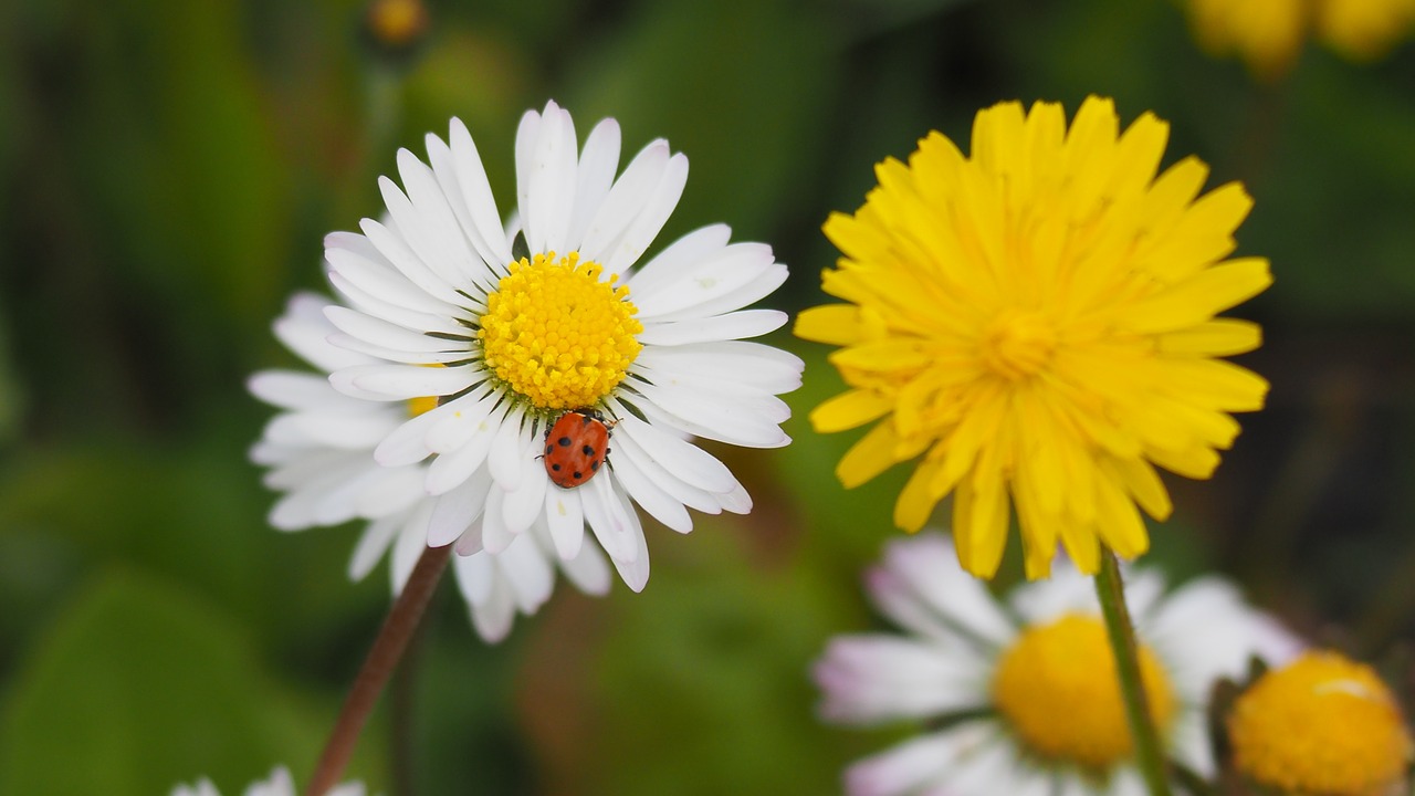 Pobūdį,  Gėlė,  Vabzdys,  Daisy,  Kiaulpienė, Nemokamos Nuotraukos,  Nemokama Licenzija