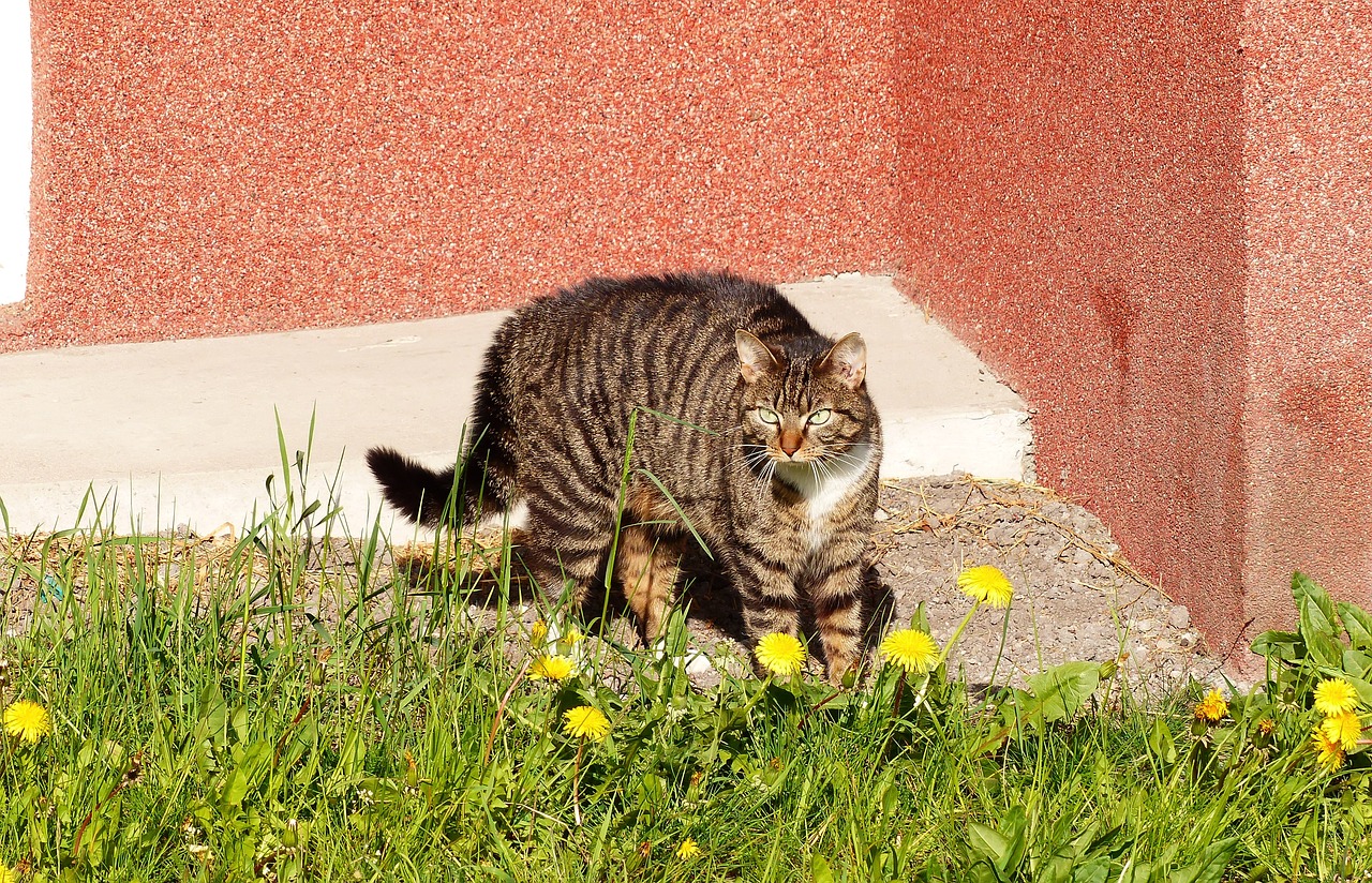 Pobūdį,  Vejos,  Gyvūnai,  Katė,  Ne Iš Teismo,  Žinduoliai,  Laukinių,  Gražus,  Kačiukas,  Tomas