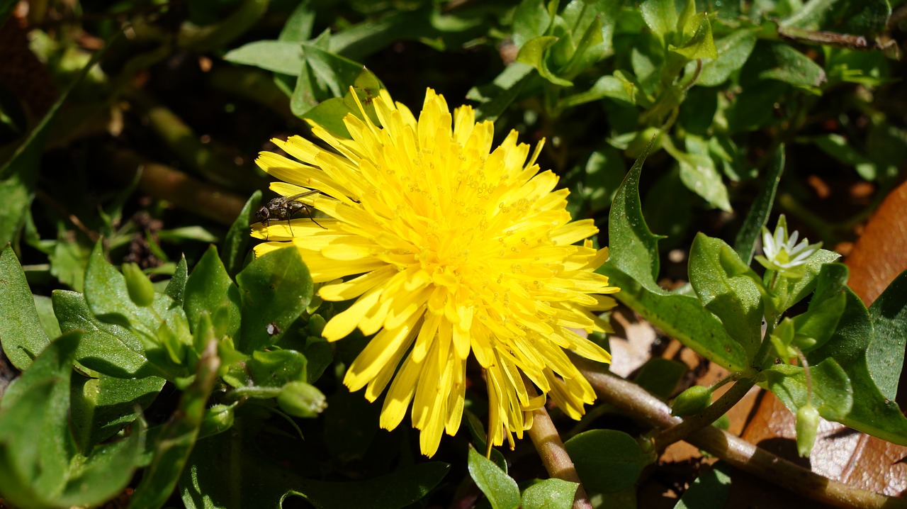 Pobūdį,  Floros,  Gėlė,  Lapų,  Vasara,  Skristi,  Kiaulpienė,  Pavasaris,  Žalias,  Žiedas