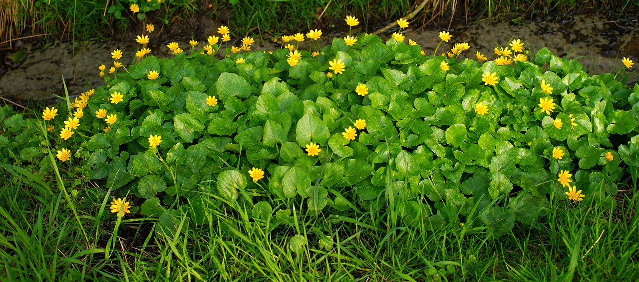 Pobūdį,  Augalų,  Lapų,  Gėlė,  Sodas,  Gėlės,  Geltona,  Floros,  Pavasaris,  Šviesus