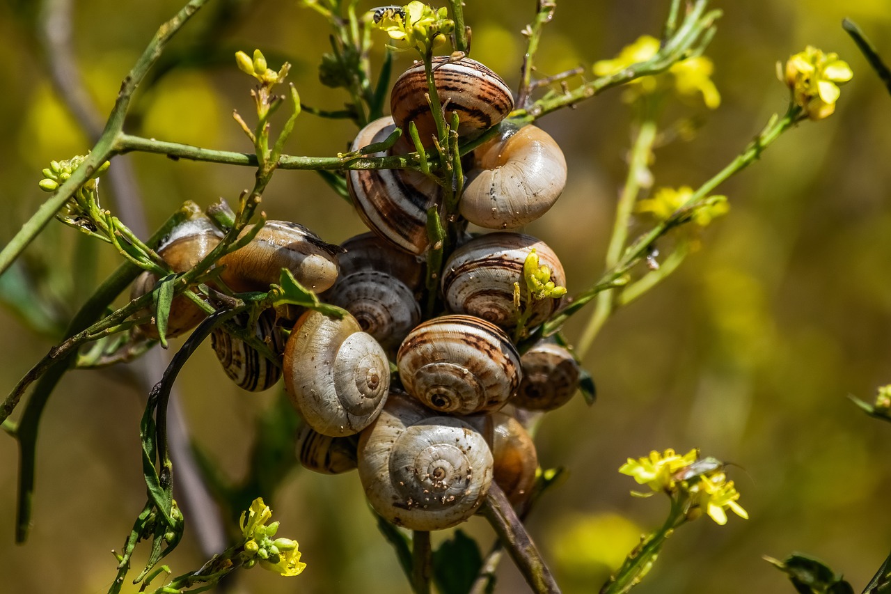 Pobūdį,  Floros,  Lapų,  Sraiges,  Kolonija,  Gyvūnijos, Nemokamos Nuotraukos,  Nemokama Licenzija