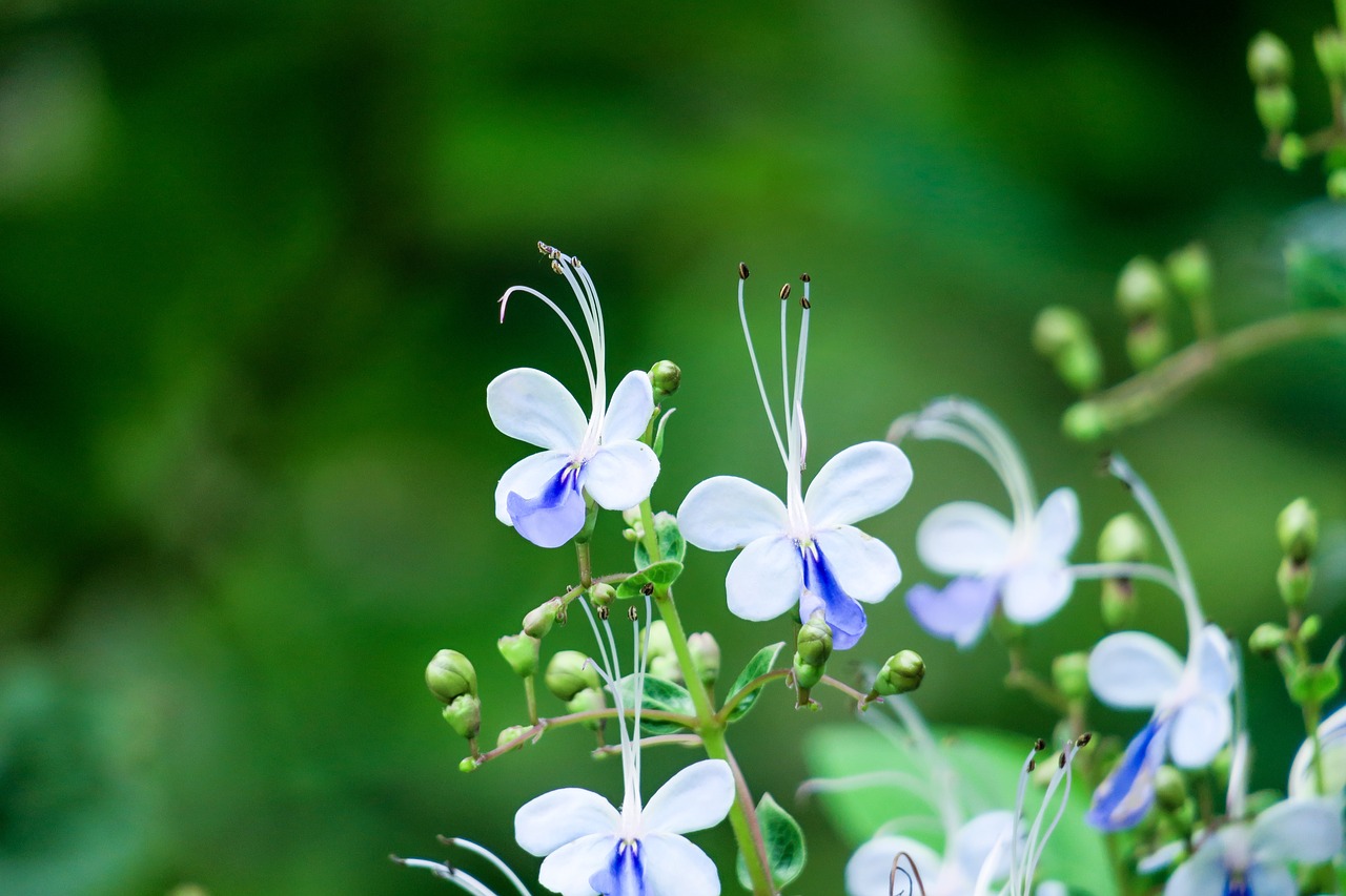 Pobūdį,  Augalų,  Gėlė,  Lapų,  Vasara,  Blue Butterfly Flower,  Žiedlapis,  Sodas,  Natūralus,  Žali Lapai