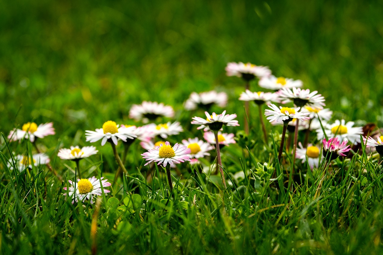 Pobūdį,  Gėlė,  Meadow,  Laukas,  Žolė,  Augalų,  Vasara,  Pavasaris,  Daisy,  Žalias