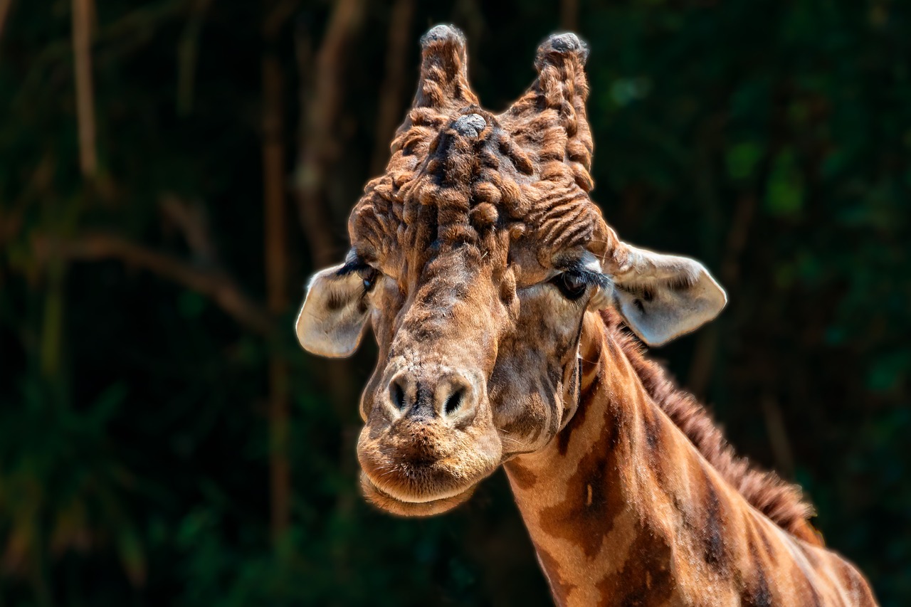 Pobūdį,  Žinduolis,  Gyvūnas,  Gyvūnija,  Žirafa,  Gyvūnai,  Zoologijos Sodas, Nemokamos Nuotraukos,  Nemokama Licenzija