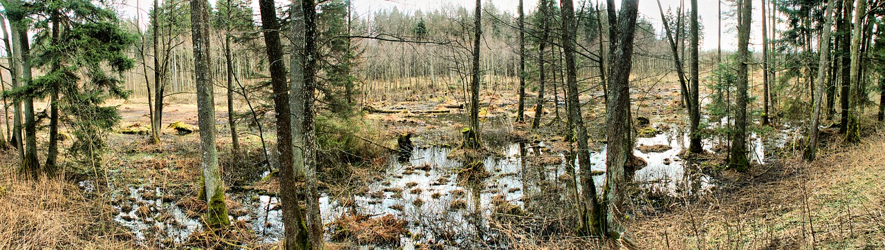 Pobūdį,  Medis,  Panoraminis,  Kraštovaizdis,  Niekas, Nemokamos Nuotraukos,  Nemokama Licenzija