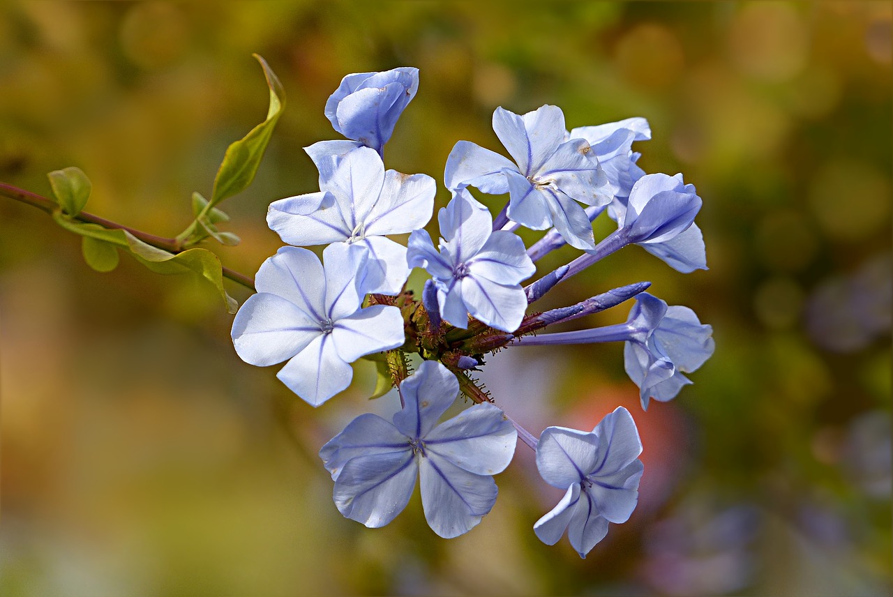 Pobūdį,  Augalų,  Gėlė,  Auriculata,  Cape Europaea,  Plumbago Auriculata,  Flioksas Tipas,  Pavasaris,  Bleiwurzgewaechs,  Šviesiai Mėlynas