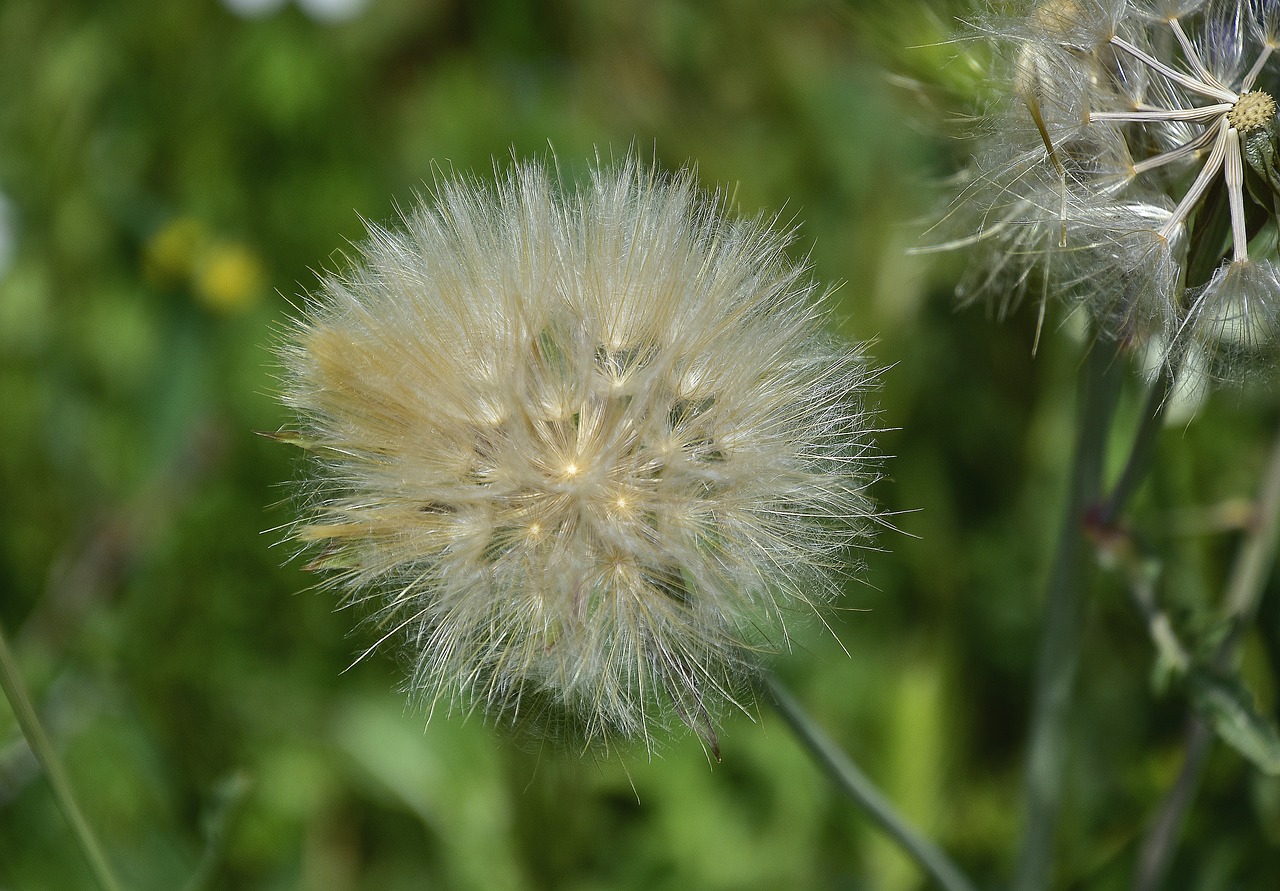 Pobūdį,  Taraxacum,  Augalų,  Vasara, Nemokamos Nuotraukos,  Nemokama Licenzija