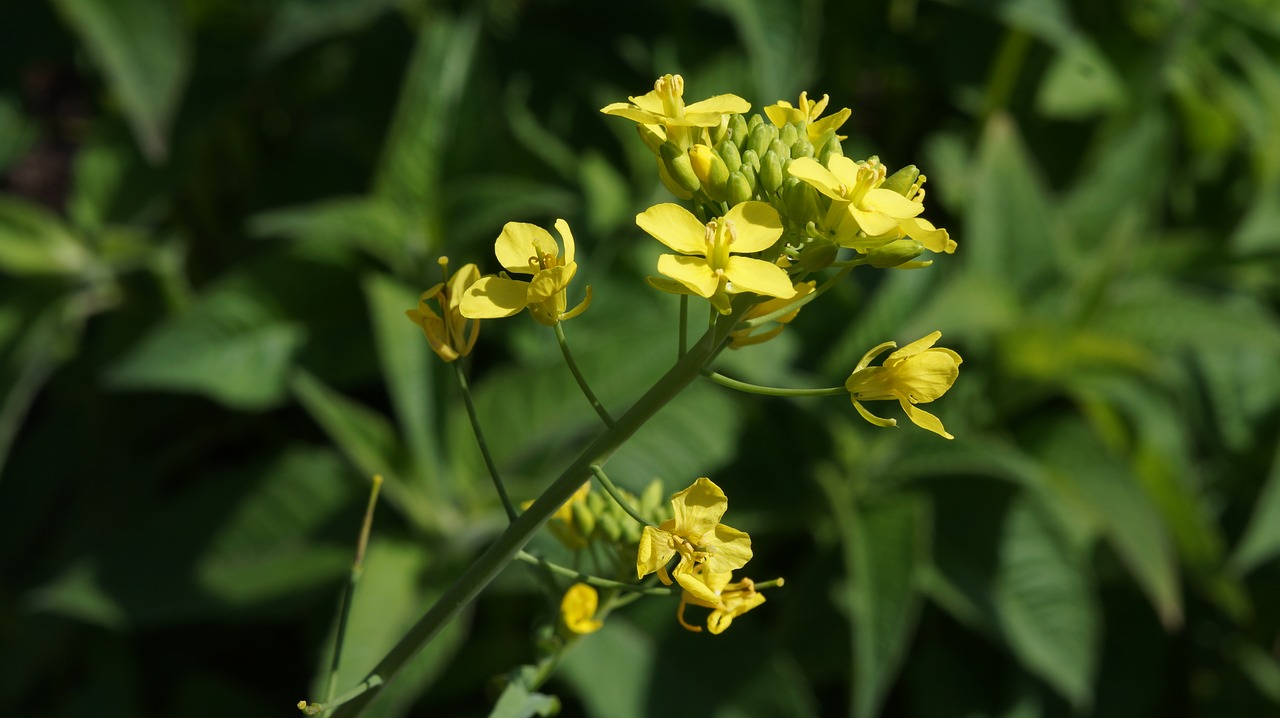 Pobūdį,  Gėlė,  Floros,  Lapų,  Vasara,  Lauke,  Sodas,  Žydi,  Žemdirbystė,  Gražus