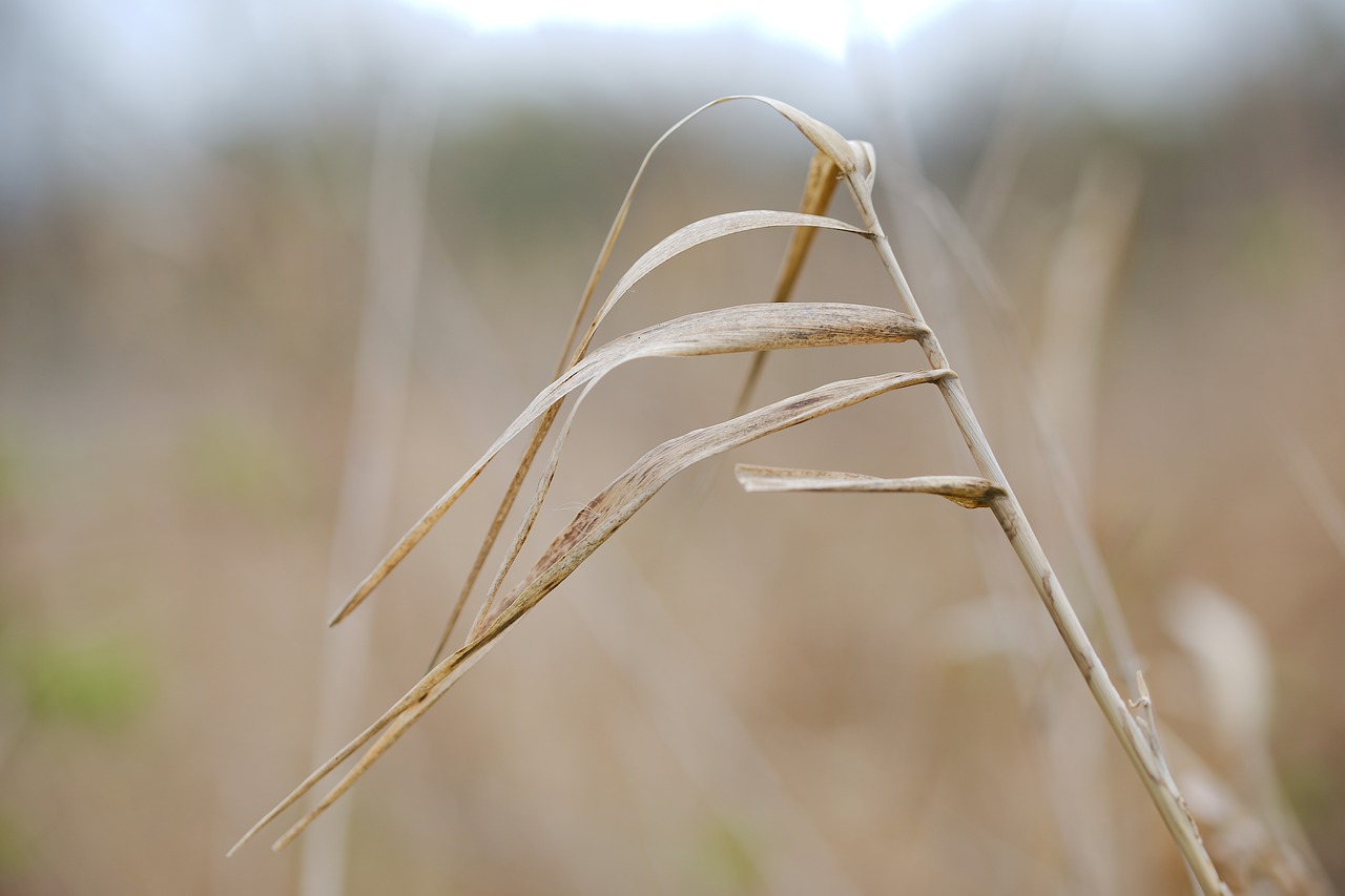 Pobūdį,  Žolė,  Augimas,  Augalų,  Laukas,  Lapų,  Schönwetter,  Derlius,  Sausas,  Žemdirbystė