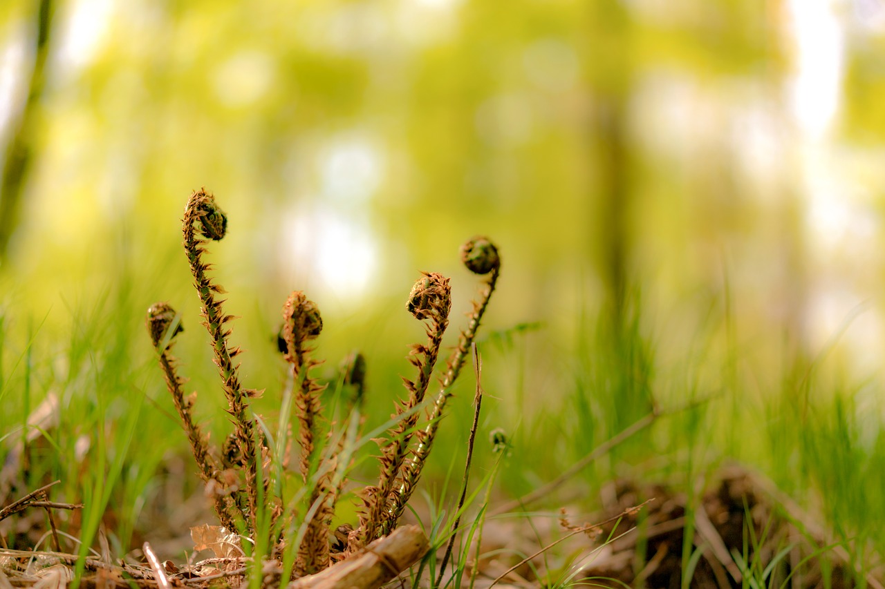 Pobūdį,  Žolė,  Papartis,  Miškas,  Pavasaris,  Augalų,  Fiddlehead, Nemokamos Nuotraukos,  Nemokama Licenzija