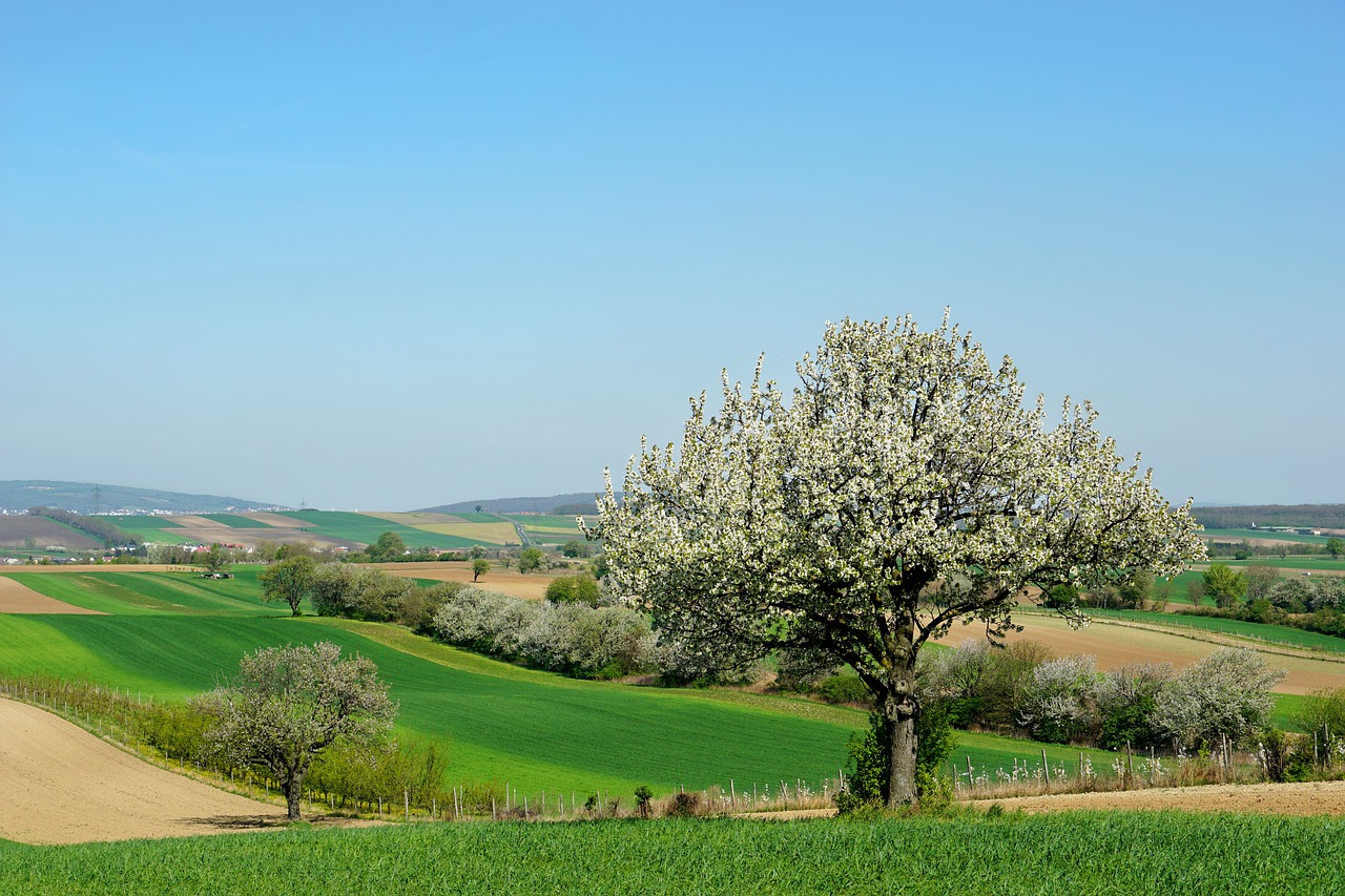 Pobūdį,  Medis,  Vyšnių Medžiai,  Žiedas,  Žydėjimo Vyšnių,  Pavasaris,  Kraštovaizdis,  Žolė,  Dangus, Nemokamos Nuotraukos